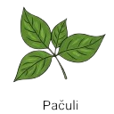 Pačuli