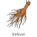 Vetiver