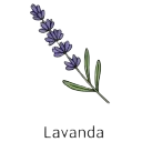 Lavanda